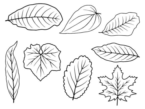 Download Leaf Line Art Illustration - Leaf line art Collection