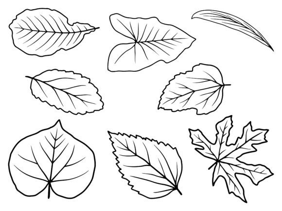Download Hand Drawn Leaf Line Art Illustration - Leaf line art Collection